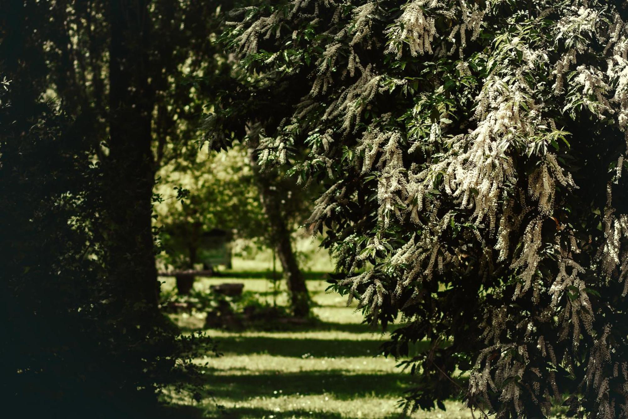 Le Chateau De Sorgues Cornus Esterno foto